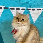さくらの画像
