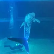 36.5番の画像