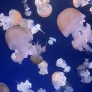 湯葉の画像