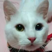 きつねのしっぽ♪