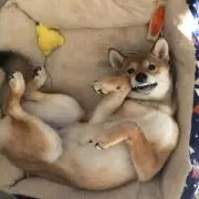 太陽の画像