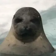 どうぞー！