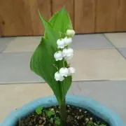 ニックの画像