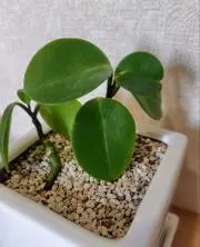 ぺぺさんの画像