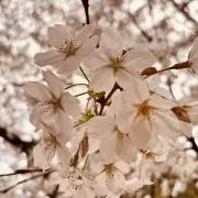 おはなちゃん ※グッズ整理中※の画像