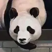 しょくぱんだの画像
