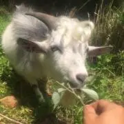 リオン