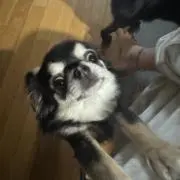 いぼの画像