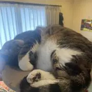 ねこ