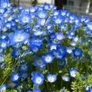 ささきの画像