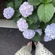 mipoの画像