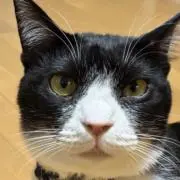 ヒロヒロの画像