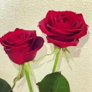 timoの画像