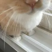 らいおんの画像