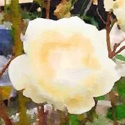れん  プロフお読み下さいの画像