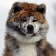 マスタングの画像