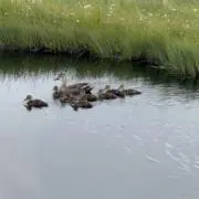 リョウの画像