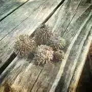 おもちฅ^•ω•^ฅの画像
