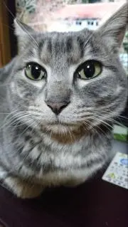 ゆず太の画像
