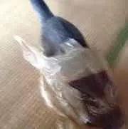 むーの画像