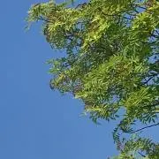 ぽんこの画像