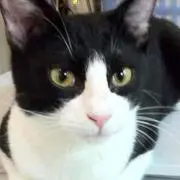 どらねこ