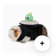 ぎにーぴっぐの画像
