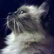 rururの画像