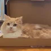椎