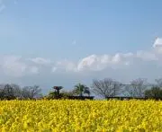 にゃびの画像