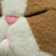 ちゃぼうの画像