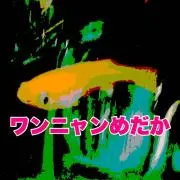 Image of ワンニャンめだか