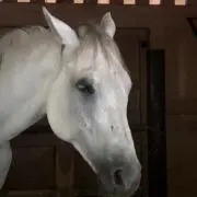 静の画像