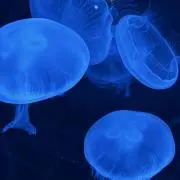 ふゆの画像