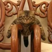 ねこ親方