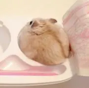 丸井ハムスターの画像