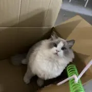Melon