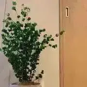 ykkiii【価格交渉OK】の画像