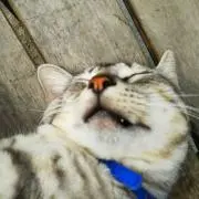 ねこねこライオンの画像