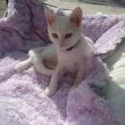 きゅう