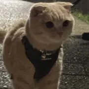 るるの画像