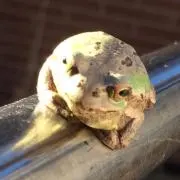 としとこの画像
