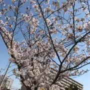 まめころの画像