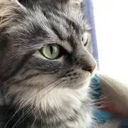 まの画像