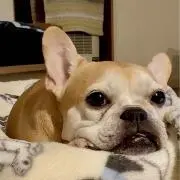 おっぺ
