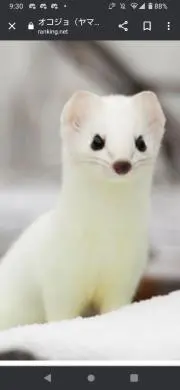 メルカワの画像