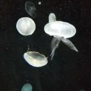 えぬ。の画像