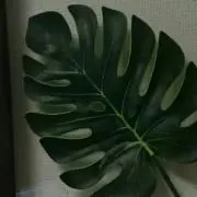 あきの画像