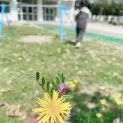 のんこの画像