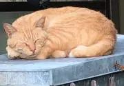 おてがる